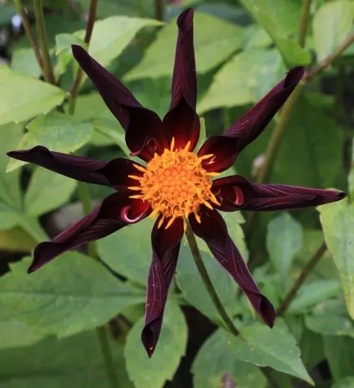 Dahlia Honka Black / Verrone’s Obsidian