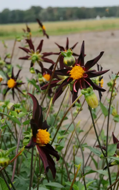 Dahlia Honka Black / Verrone’s Obsidian
