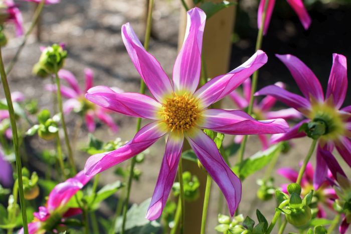 Dahlia Honka Rose