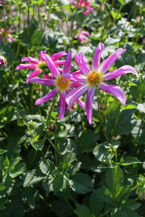 Dahlia Honka Rose
