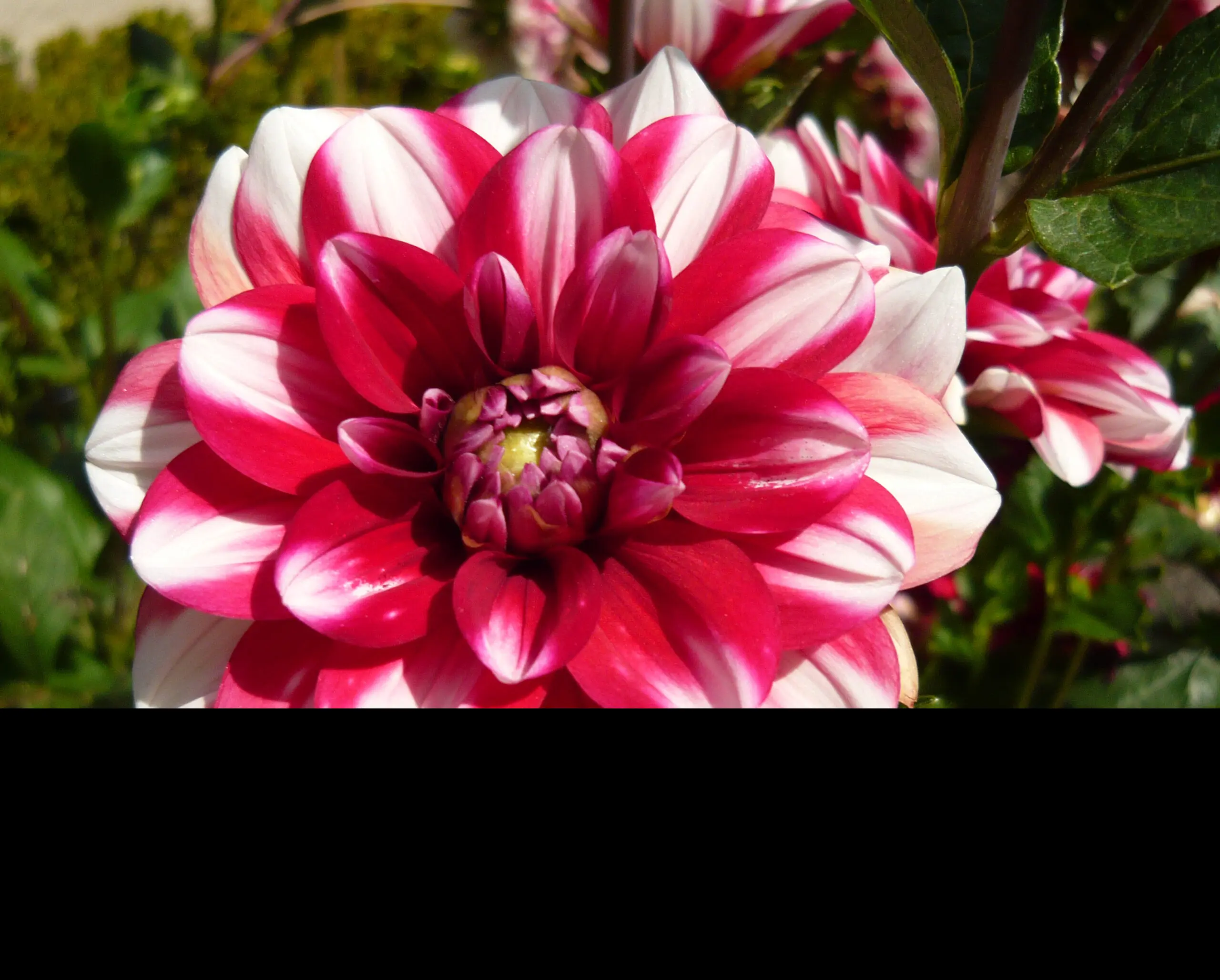 Dahlia Jamaica