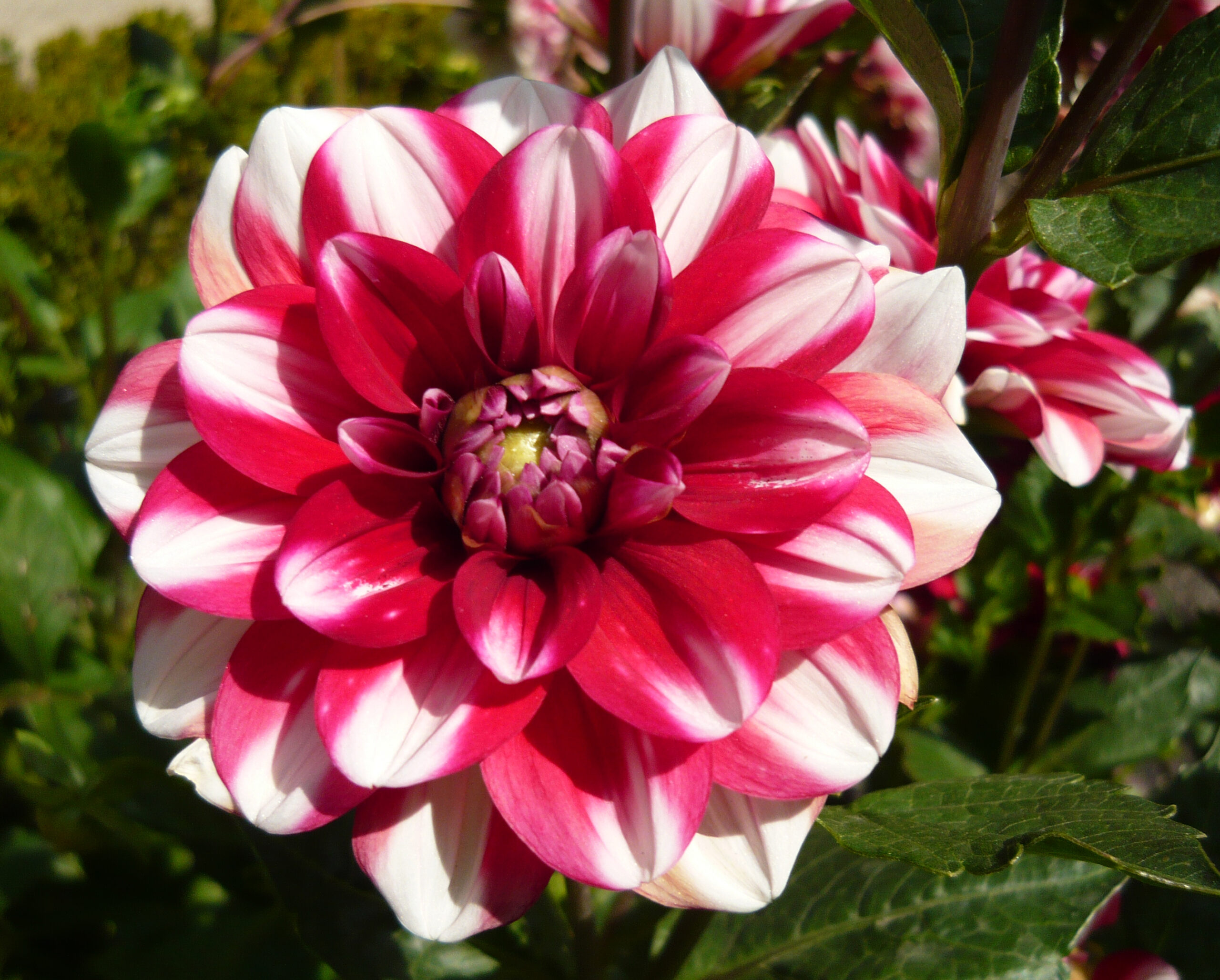 Dahlia Jamaica