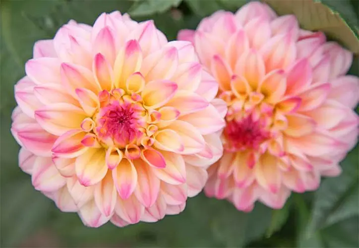 Dahlia Jowey Gipsy
