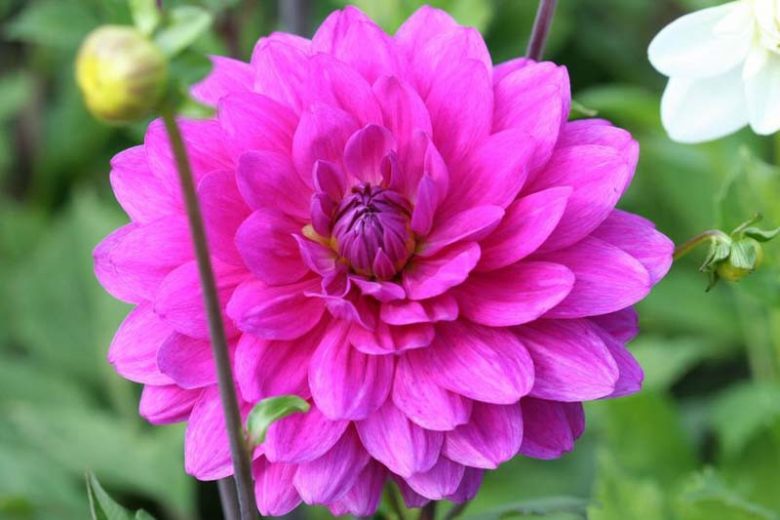 Dahlia Karma Lagoon Tubers