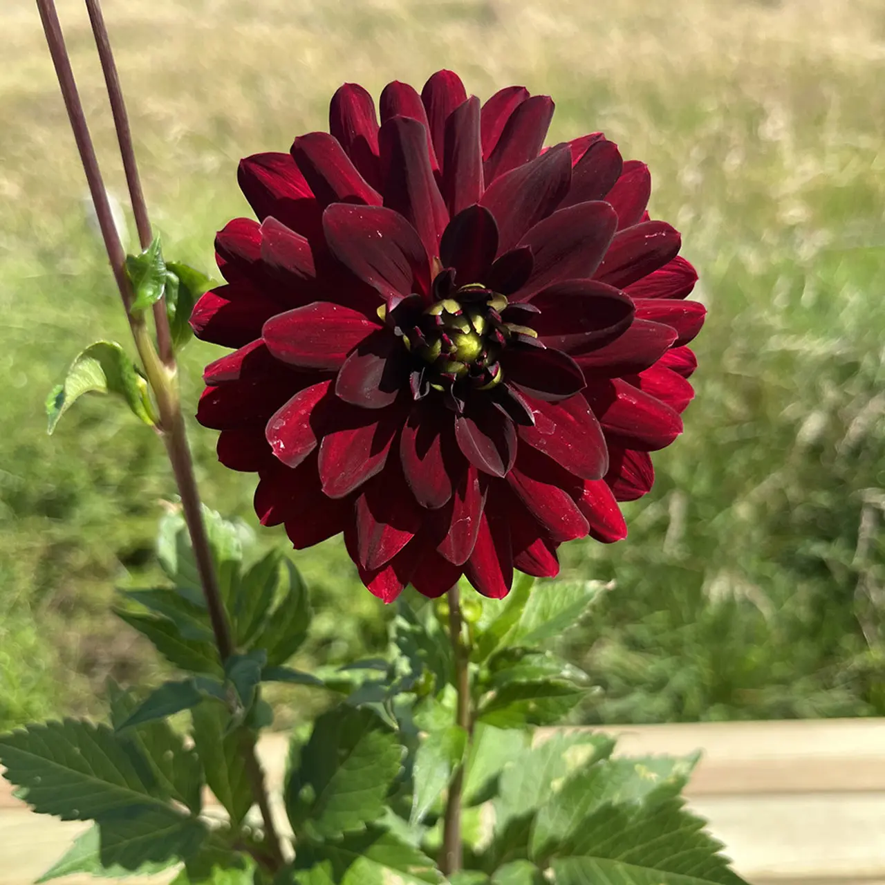 Dahlia Karma Naomi Tubers