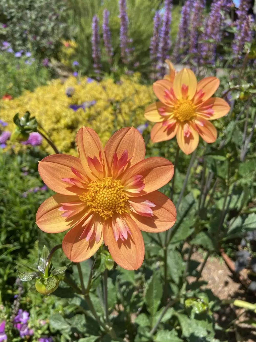 Dahlia Kelsey Annie Joy