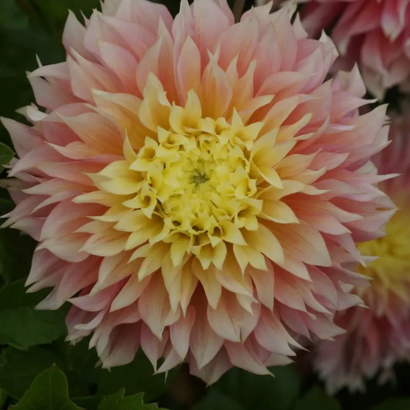 Dahlia Kogane Fubuki Tubers
