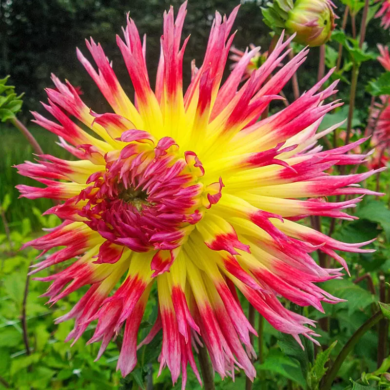 Dahlia Lindsay Michelle