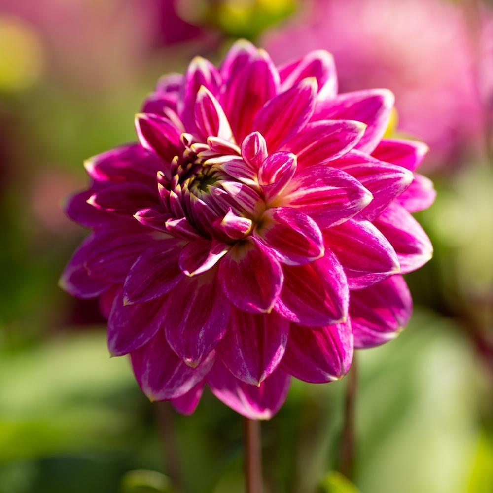 Dahlia Maldini Tubers