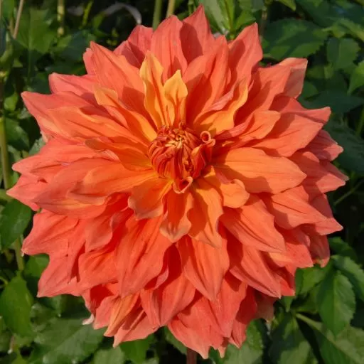 Dahlia Mango Madness