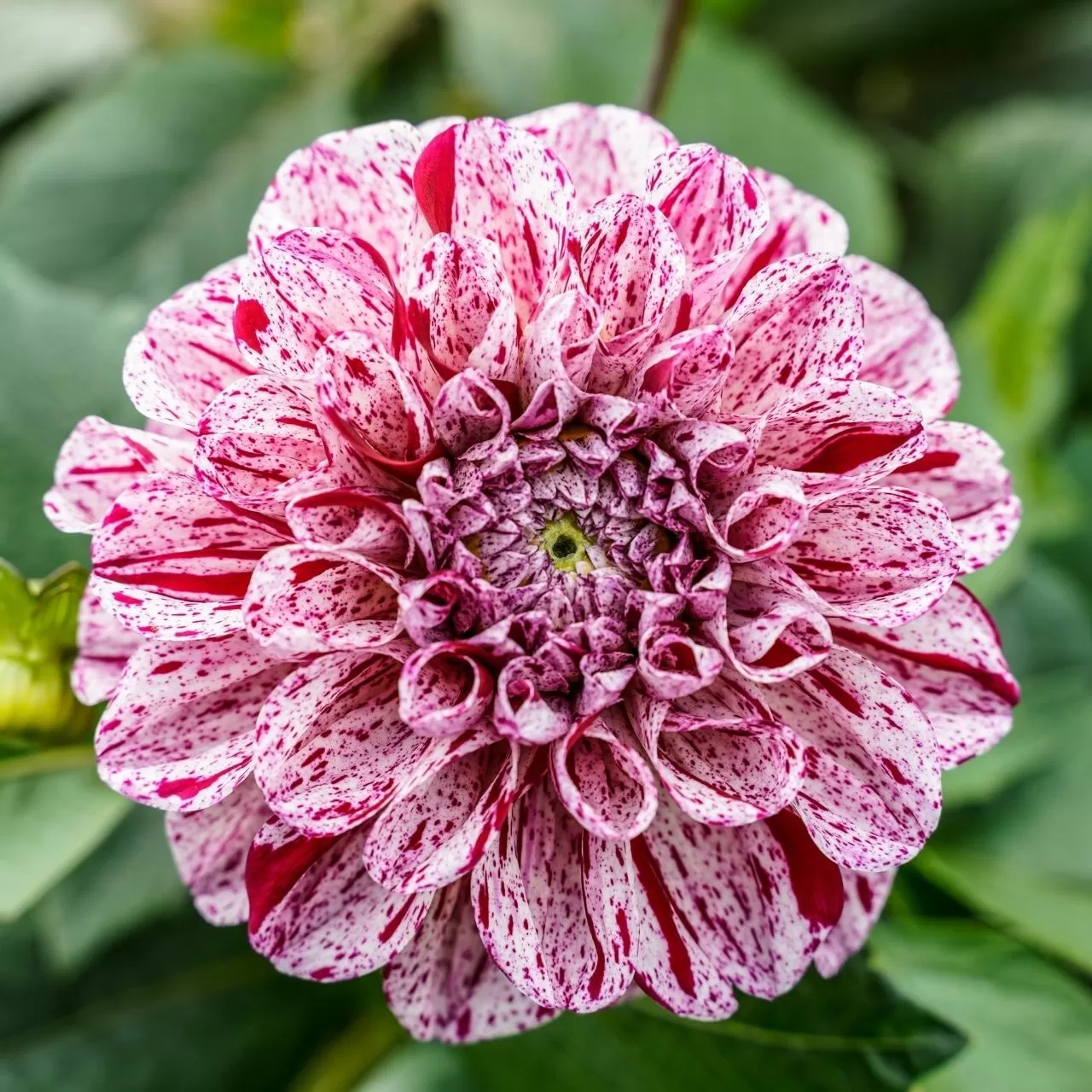 Dahlia Marble Ball