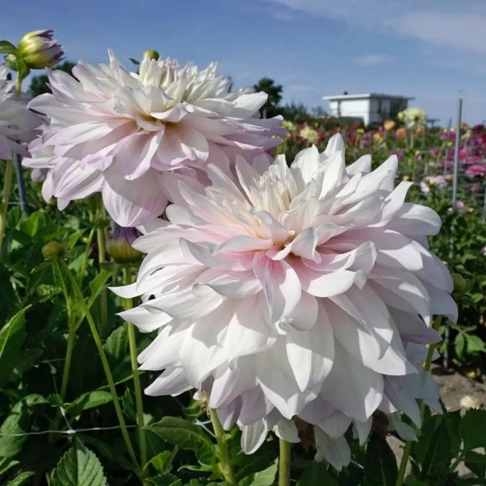 Dahlia Mikayla Miranda Tubers
