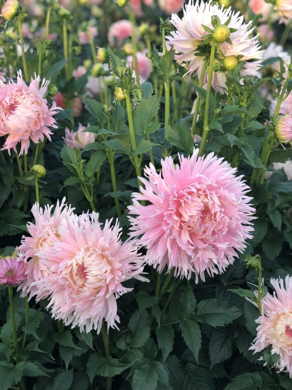Dahlia Nadia Ruth