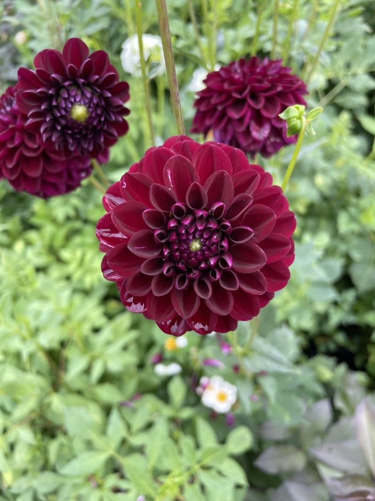 Dahlia Natal Tubers