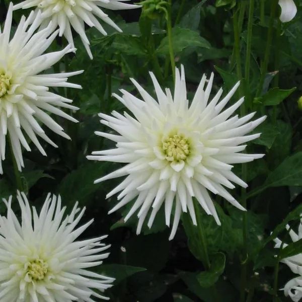 Dahlia Playa Blanca Tubers