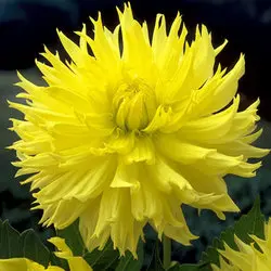 Dahlia Promise