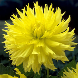 Dahlia Promise