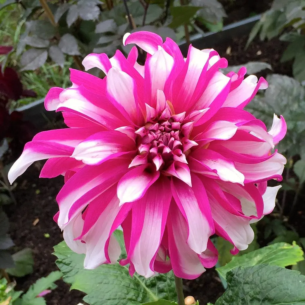 Dahlia Radegast Tubers