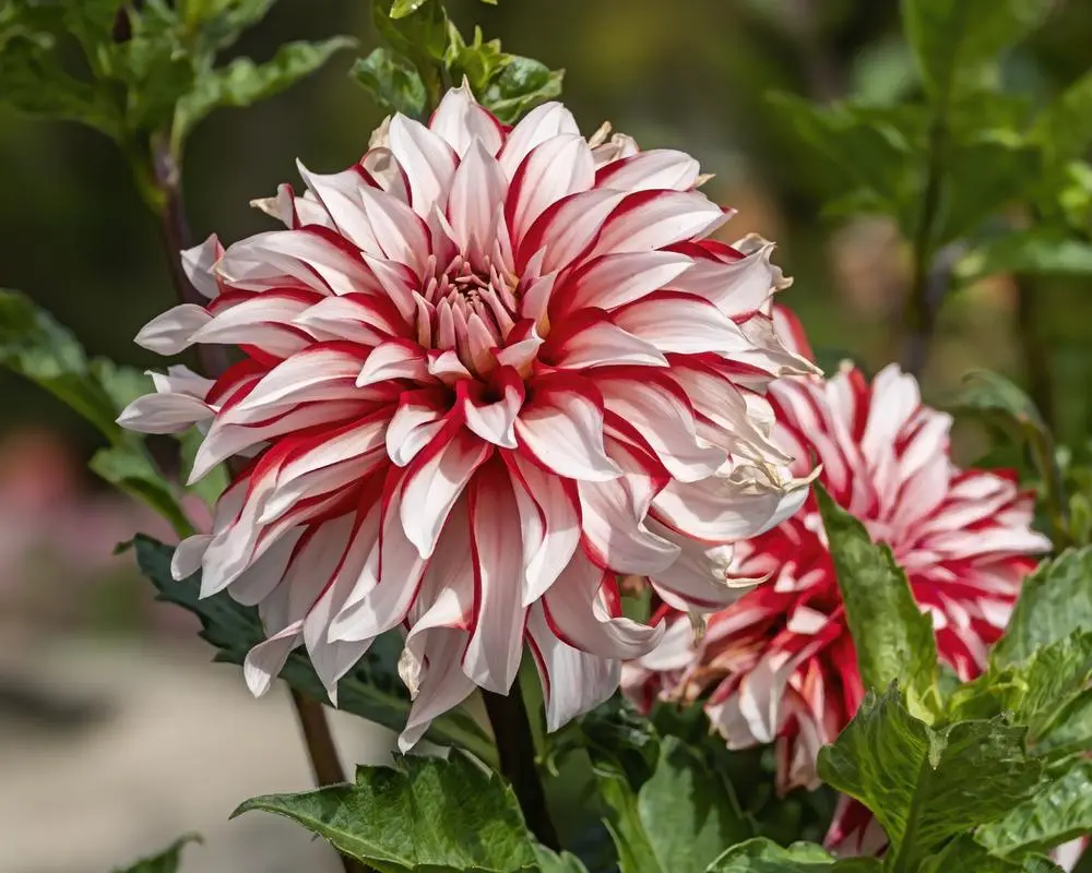 Dahlia Santa Claus Tubers
