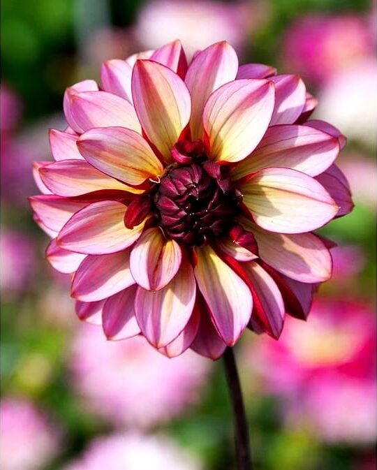 Dahlia Senior's Hope Tubers