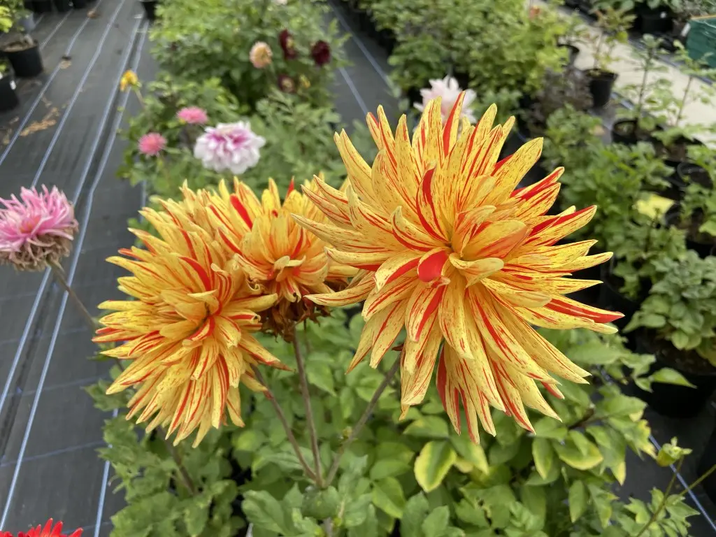 Dahlia Striped Vulcan Tubers