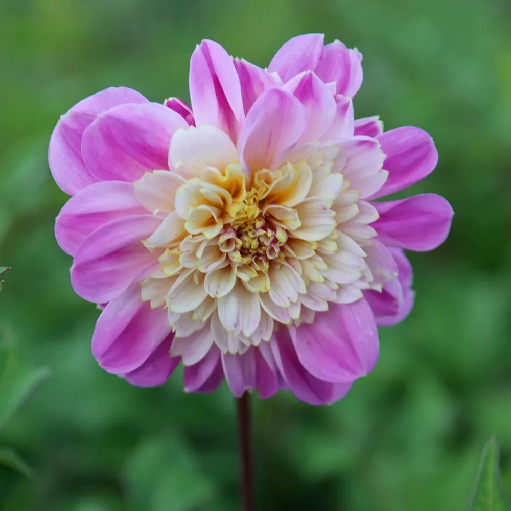 Dahlia Take Off