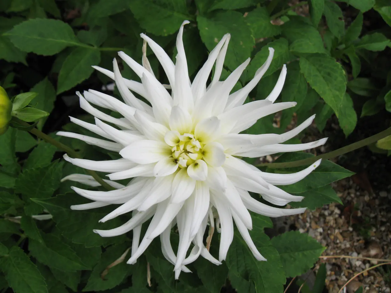 Dahlia Tutu