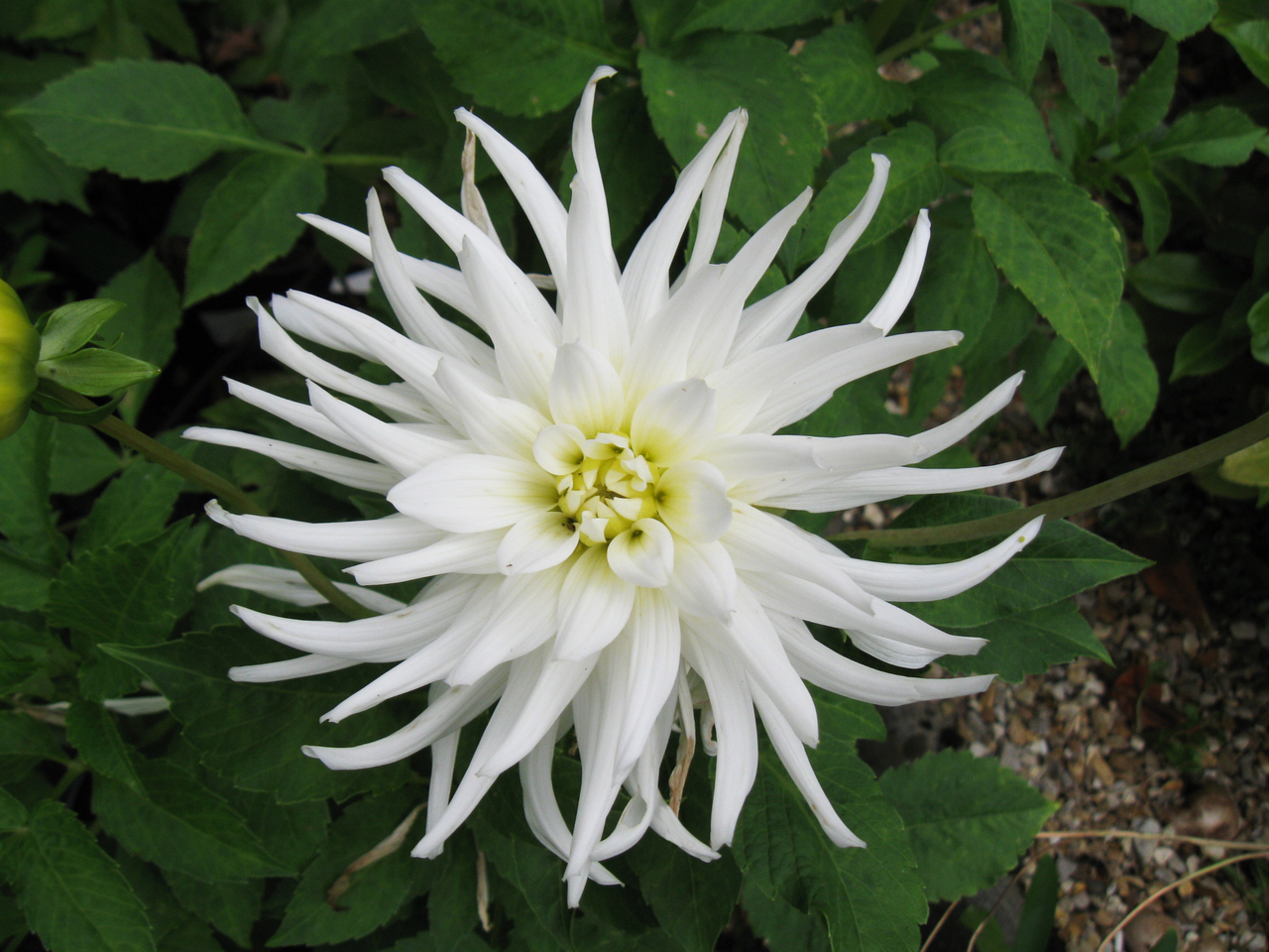 Dahlia Tutu