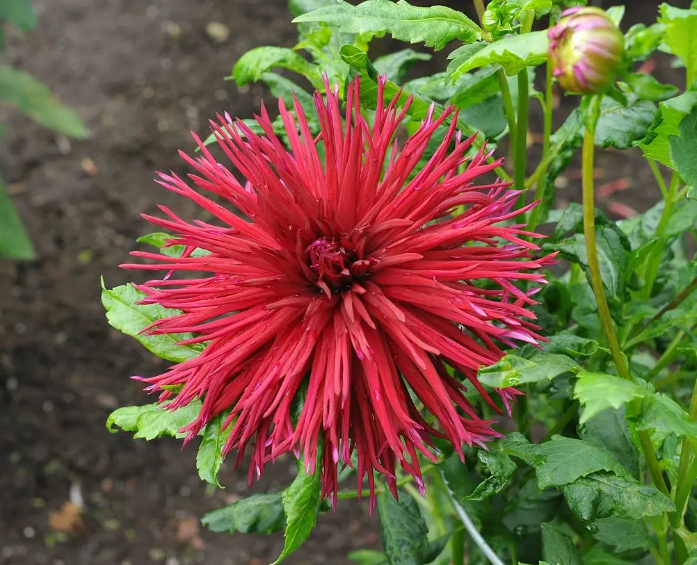 Dahlia Urchin Tubers