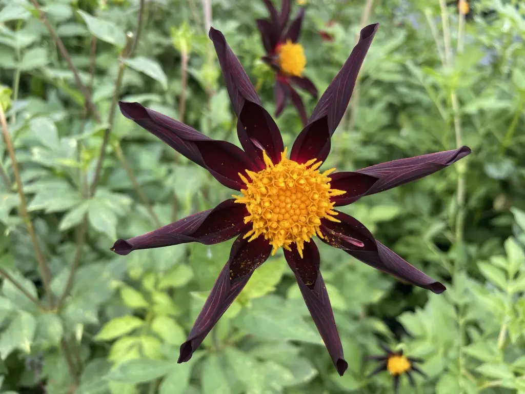 Dahlia Verrones Obsidian / Honka Black Tubers