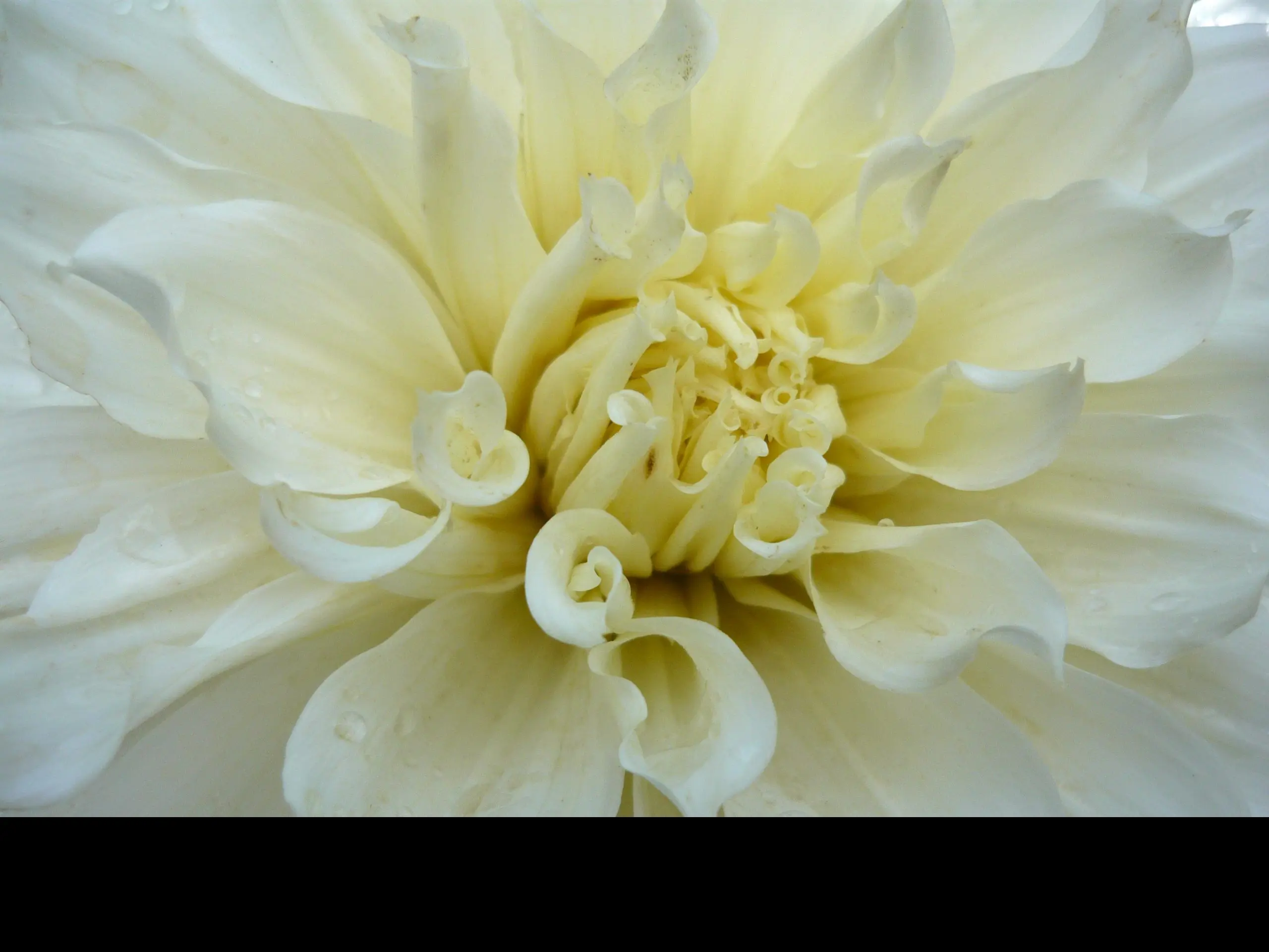 Dahlia White Perfection