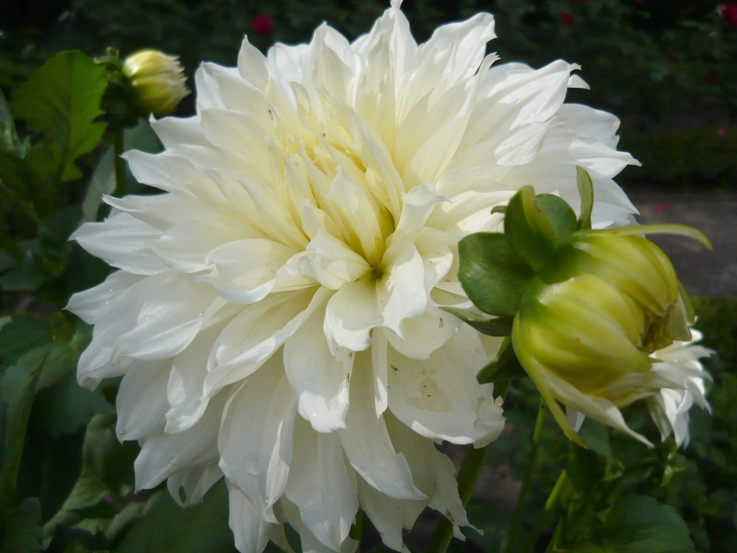 Dahlia White Perfection