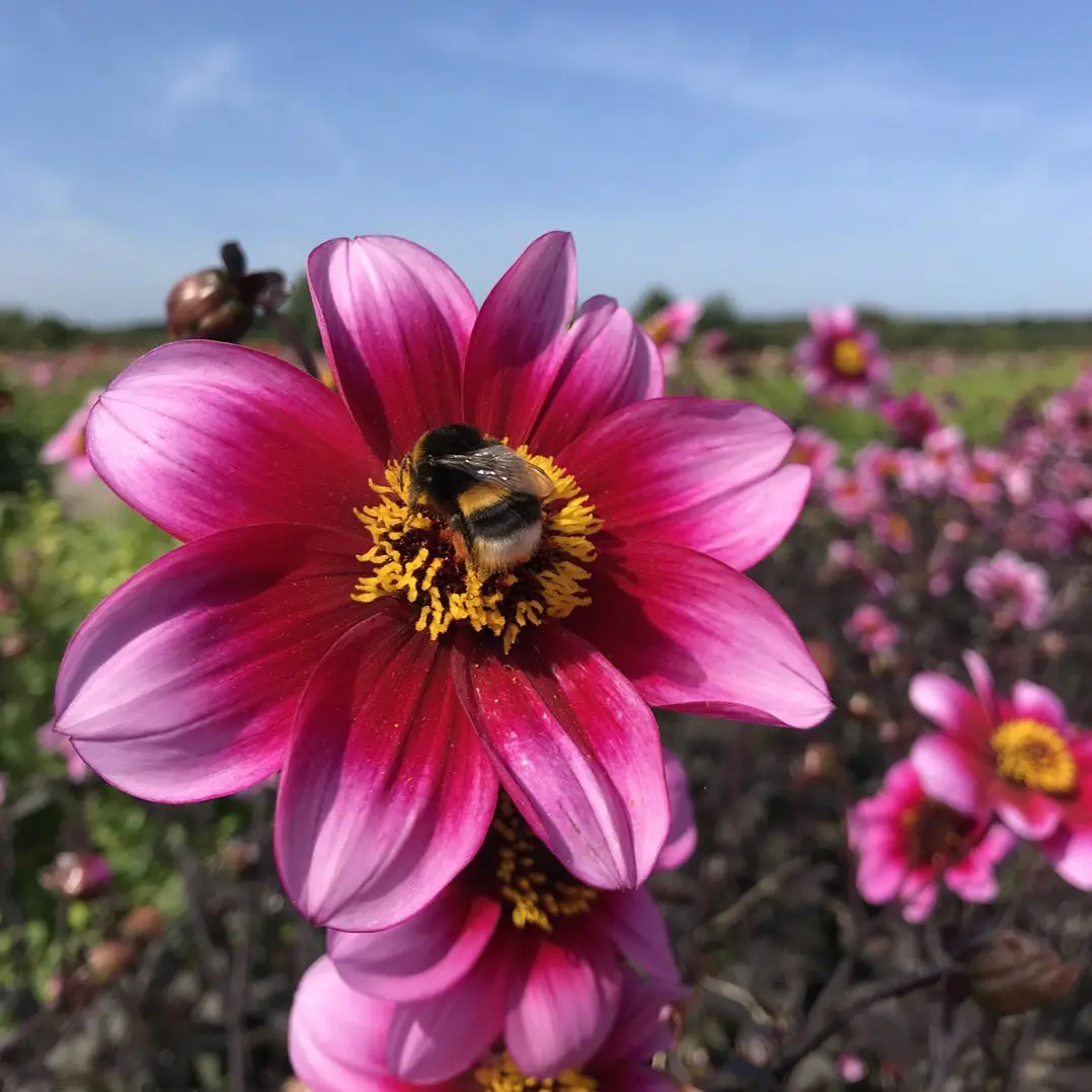 Dahlia Wishes n Dreams