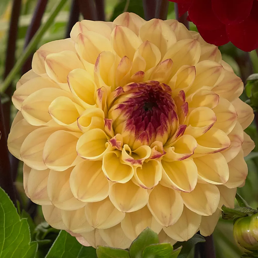 Dahlia Yellow Jill Tubers