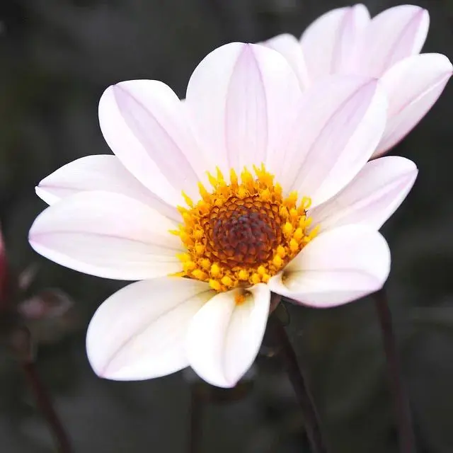Dahlia Happy Single Princess Tubers