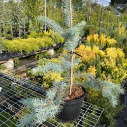 Blue Colorado Spruce 'Edith' 40/60cm (2L)