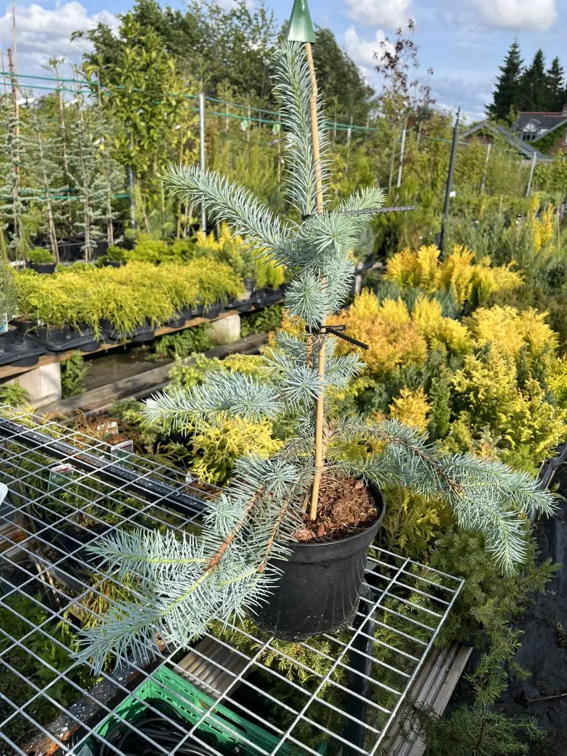 Blue Colorado Spruce 'Edith' 40/60cm (2L)