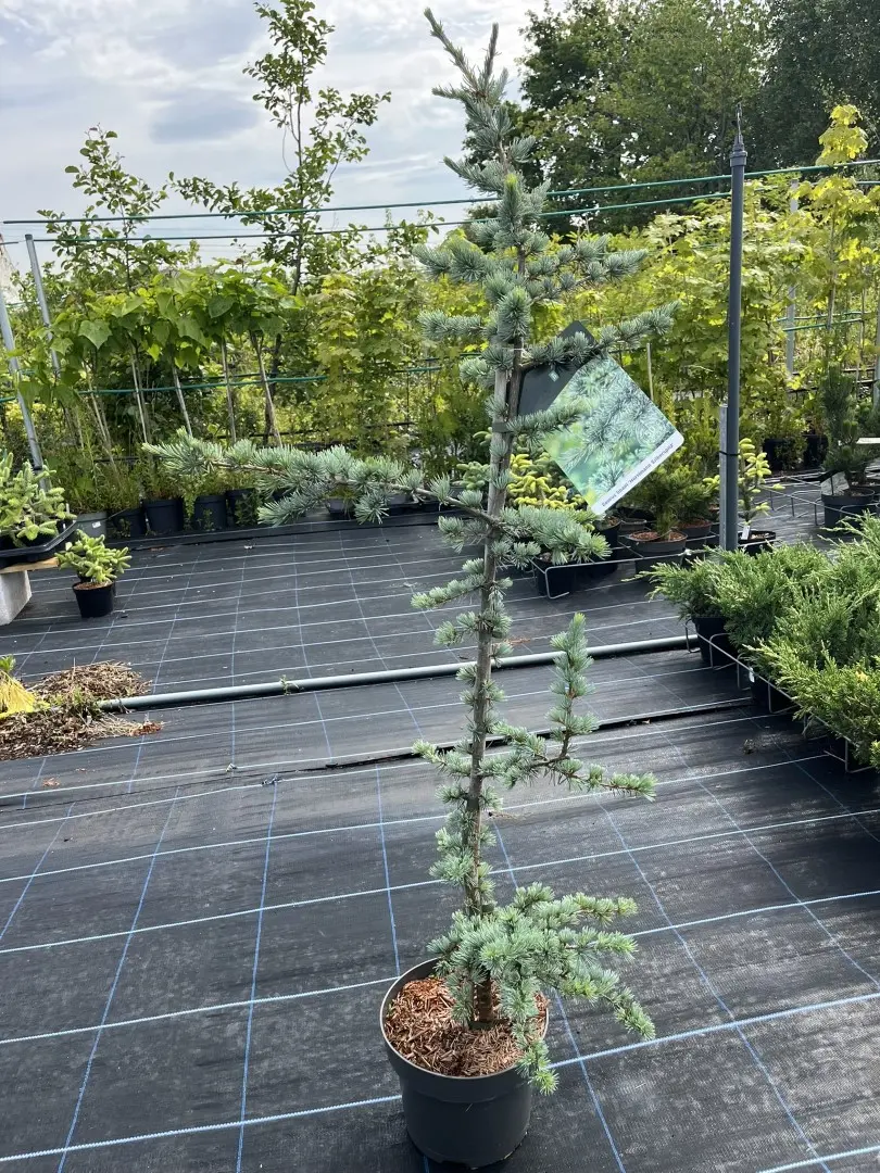 Cedrus atlantica - Atlas Cedar 'Horstmann Silberspitz' 80/100cm
