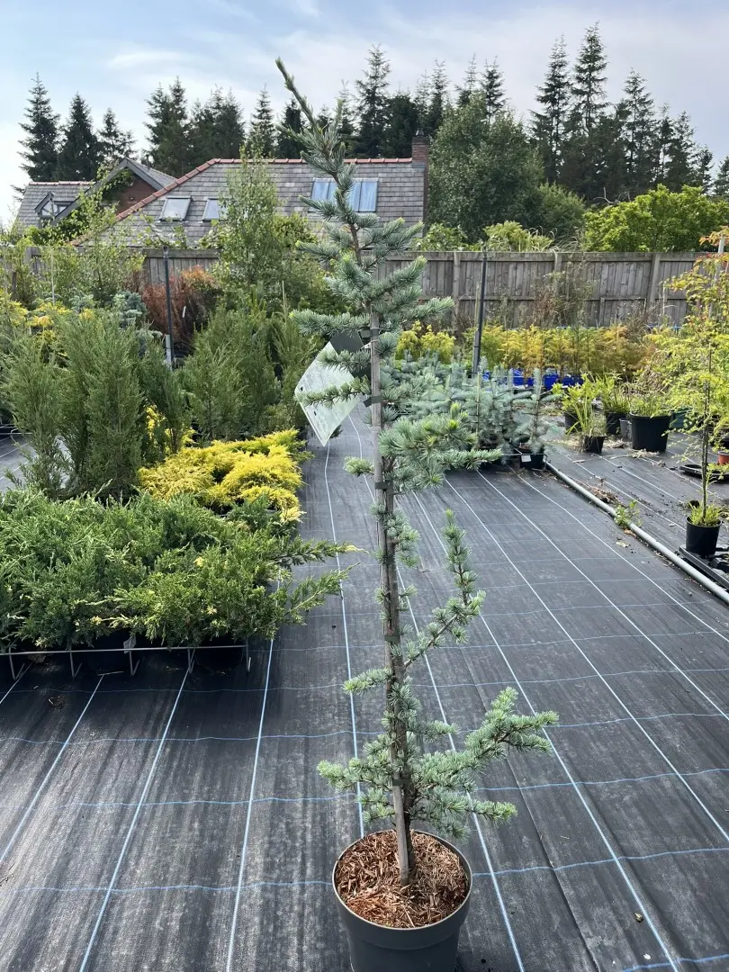 Cedrus atlantica - Atlas Cedar 'Horstmann Silberspitz' 80/100cm