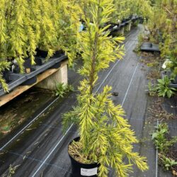 Cedrus deodara - Deodar Cedar 'Aurea'