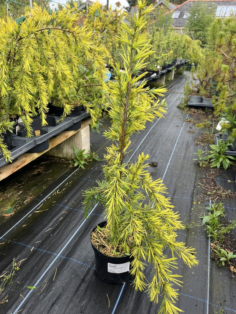 Cedrus deodara - Deodar Cedar 'Aurea'