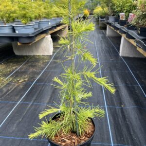 Cedrus deodara - Deodar Cedar 'Aurea' 40/60cm (2L)