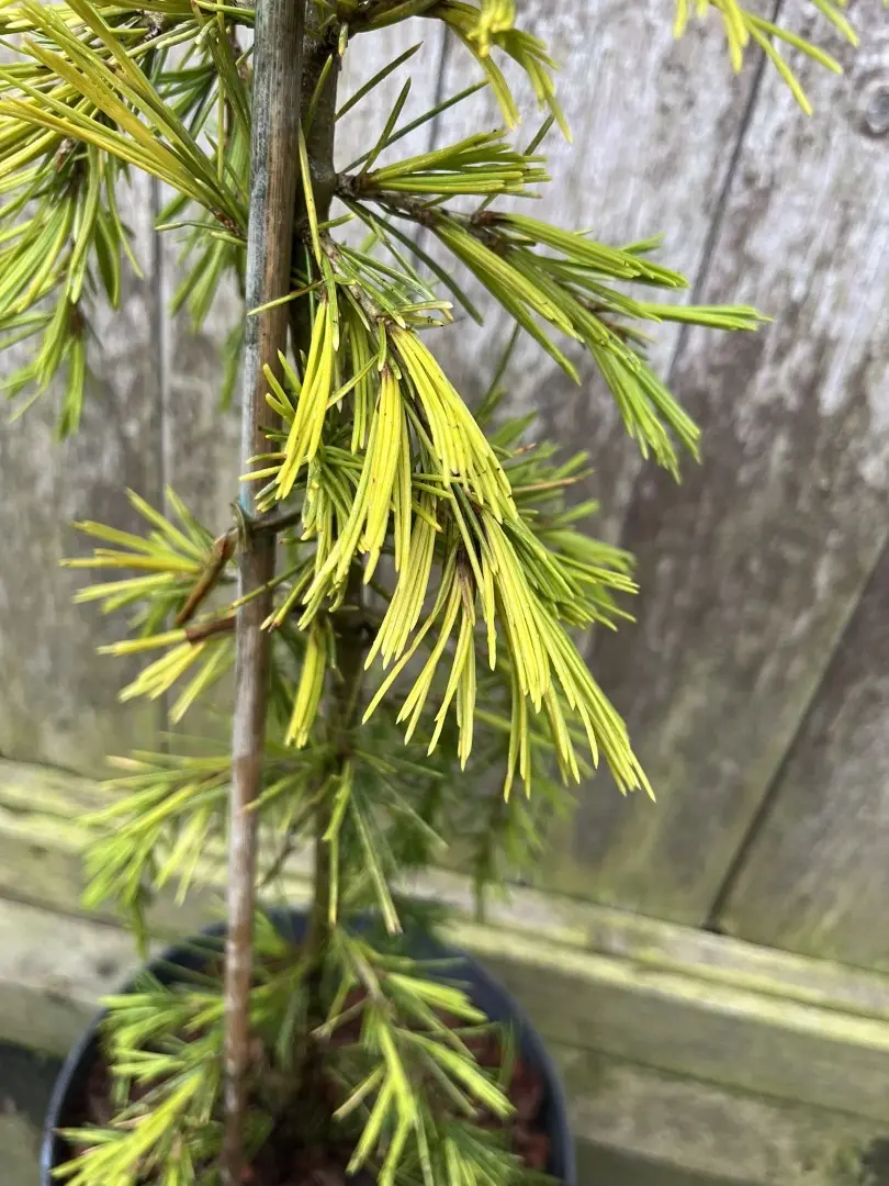Cedrus deodara - Deodar Cedar 'Aurea'