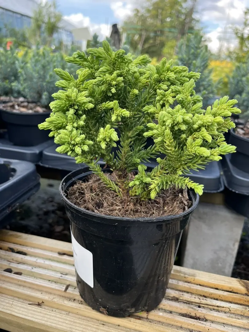Cryptomeria japonica - Japanese Red Cedar 'Hide'