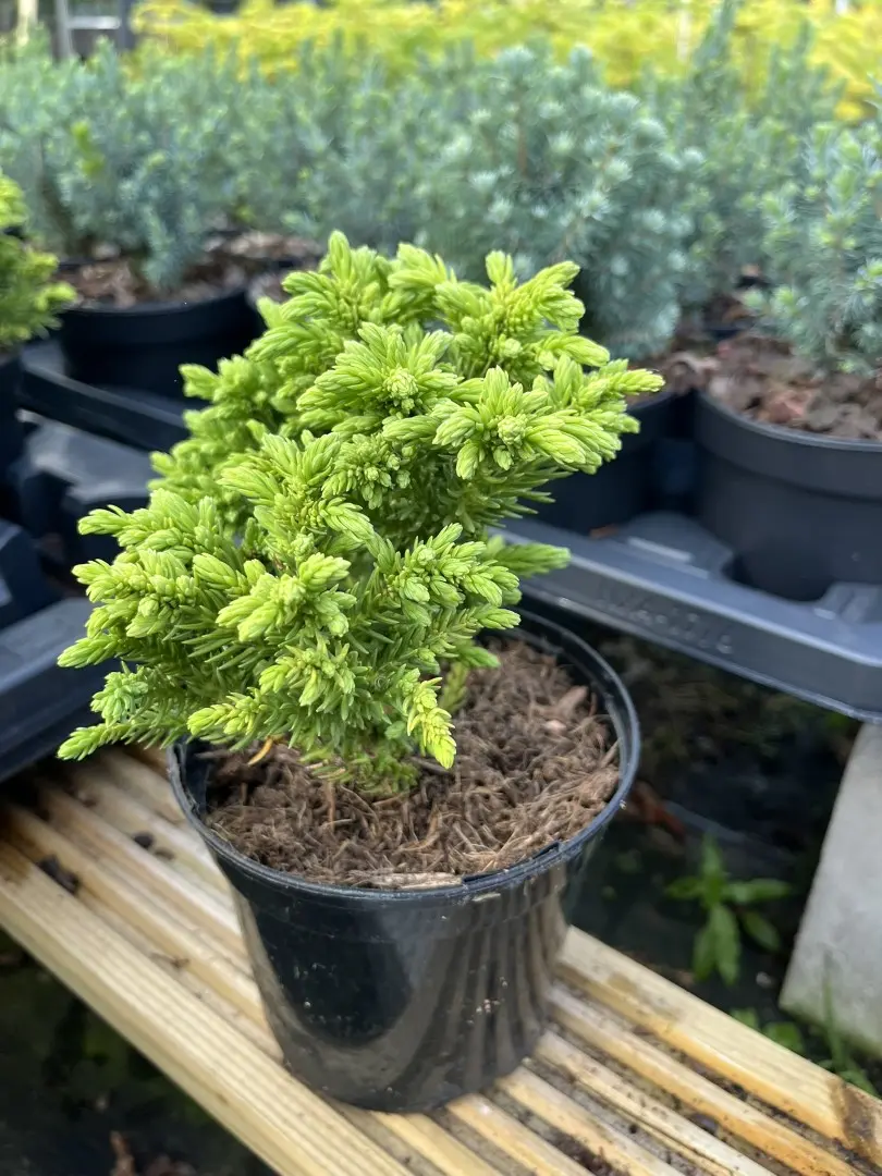 Cryptomeria japonica - Japanese Red Cedar 'Hide'