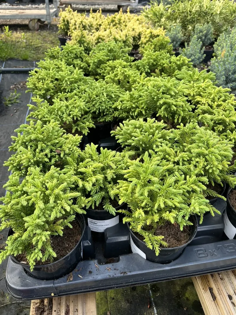 Cryptomeria japonica - Japanese Red Cedar 'Hide'