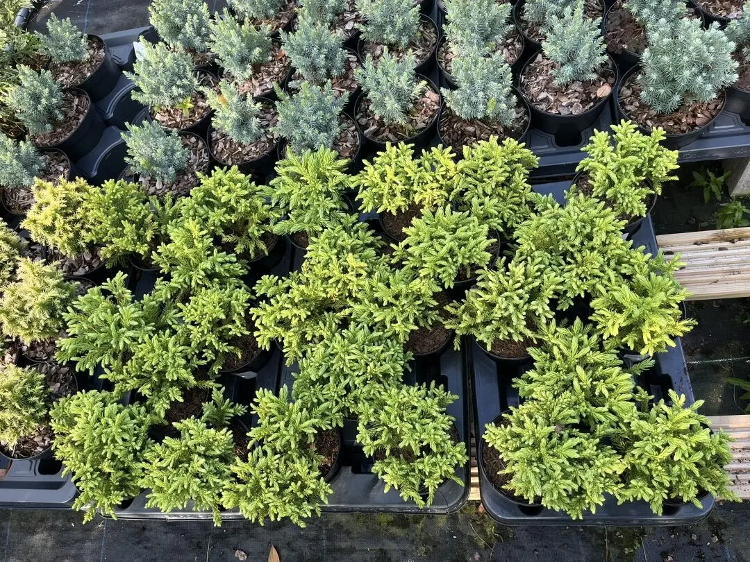 Cryptomeria japonica - Japanese Red Cedar 'Hide'