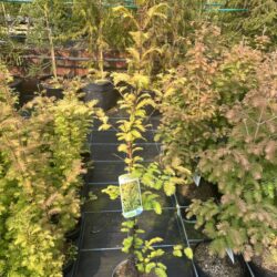 Dawn Redwood 'Amber Glow' 60/80cm (2L)