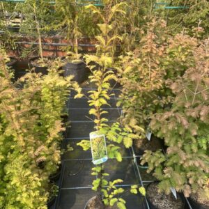 Dawn Redwood 'Amber Glow' 60/80cm (2L)