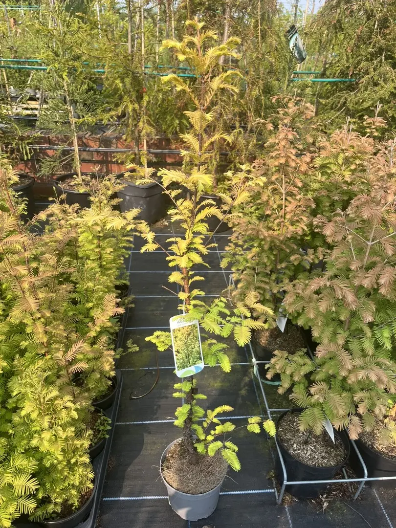 Dawn Redwood 'Amber Glow' 60/80cm (2L)